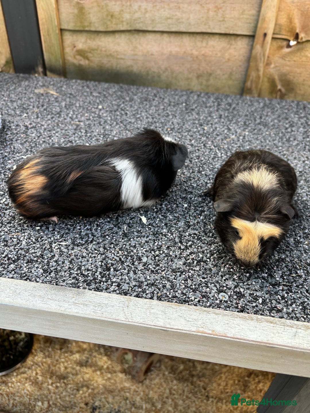 Guinea Pig rodents for sale: Two baby boy guinea pigs looking for a new home  - Image 7
