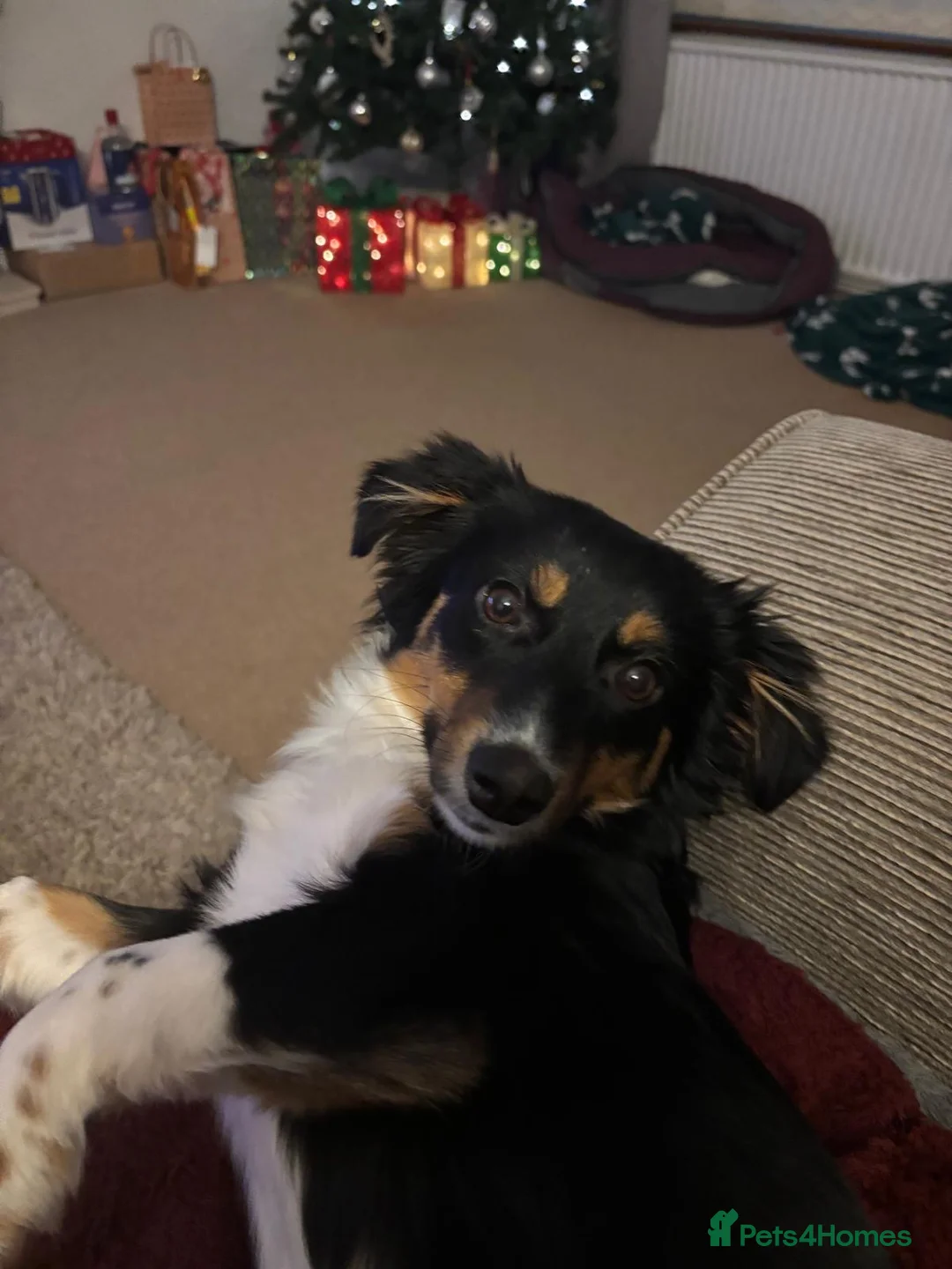 Mixed Breed dogs for adoption: Lorry  - Advert 2