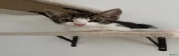Mixed Breed cats for sale: Male tabby kitten  - Advert 2