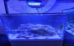 Other/Mixed Breed fish for sale: Various marine fish & Complete set up - Image 3