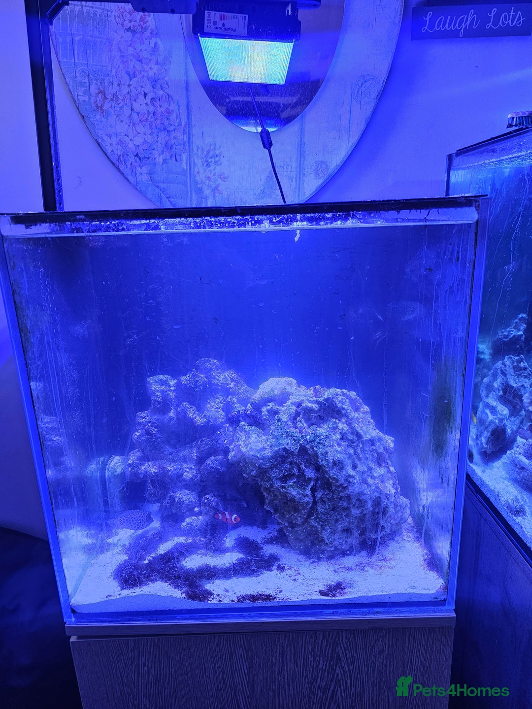 Other/Mixed Breed fish for sale: Various marine fish & Complete set up - Image 3