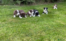 Border Collie dogs for sale: *BORDER COLLIE PUPPIES*⚫️⚪️🟤 - Image 2