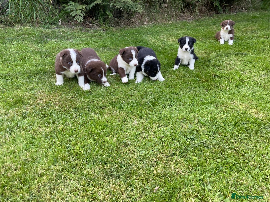 Border Collie dogs for sale: *BORDER COLLIE PUPPIES*⚫️⚪️🟤 - Image 2