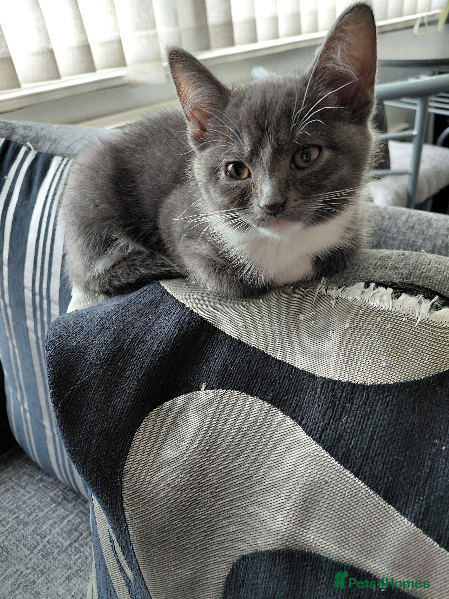 Mixed Breed cats Onyx 21 - Advert 2