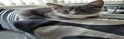 Mixed Breed cats for sale: Onyx 21 - Advert 1