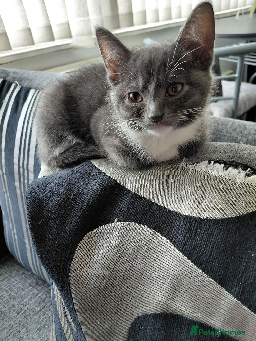 Mixed Breed cats for sale: Onyx 21 - Advert 1