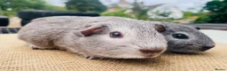 Guinea Pig rodents for sale: Guinea pigs for loving new homes - Advert 2