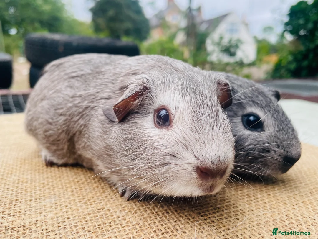 Guinea Pig rodents for sale: Guinea pigs for loving new homes - Advert 2