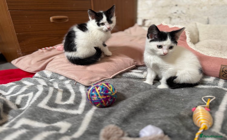 European cats - Advert 1