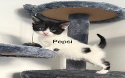 Mixed Breed cats for sale: 3 boys 2 girls - Image 9