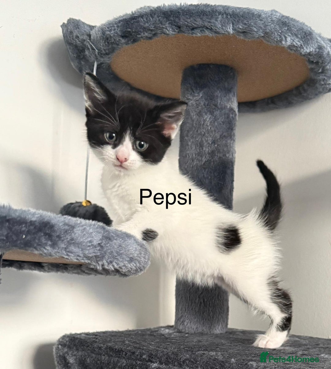 Mixed Breed cats for sale: 3 boys 2 girls - Image 9