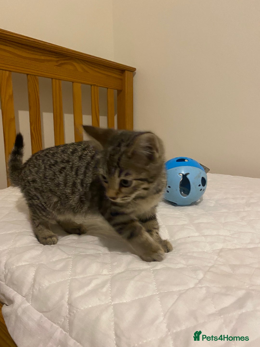 Mixed Breed cats for sale: Ragdol x bengal  - Advert 5