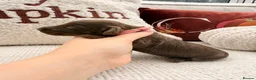 Miniature Dachshund dogs for sale: Long hair miniature daschund puppies for sale in Peterlee - Advert 15