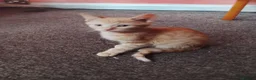 British Longhair cats for sale: Girls,and boys - Advert 8