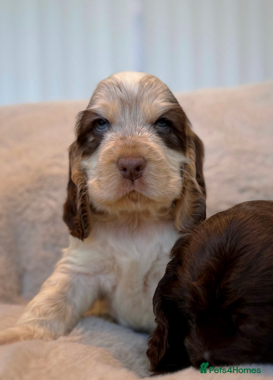 American Cocker Golden Show Cocker Spaniel For Sale Pedigree