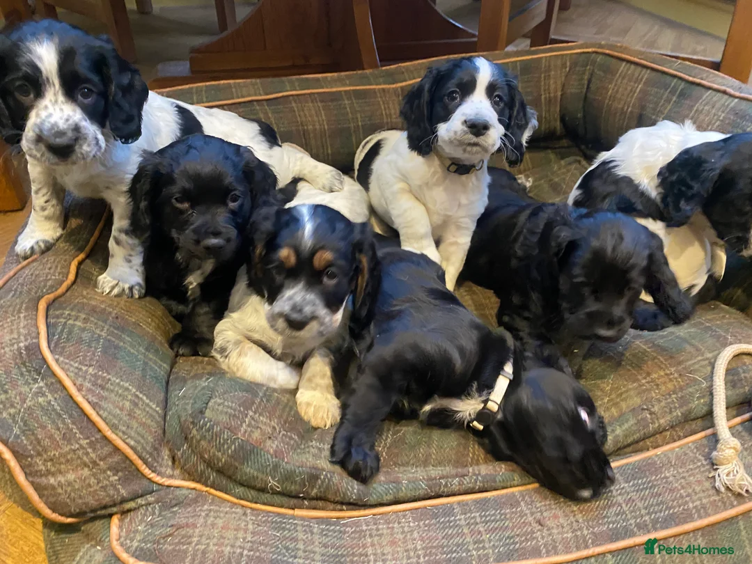 Cocker Spaniel dogs for sale: Working Cocker Puppies - Advert 1