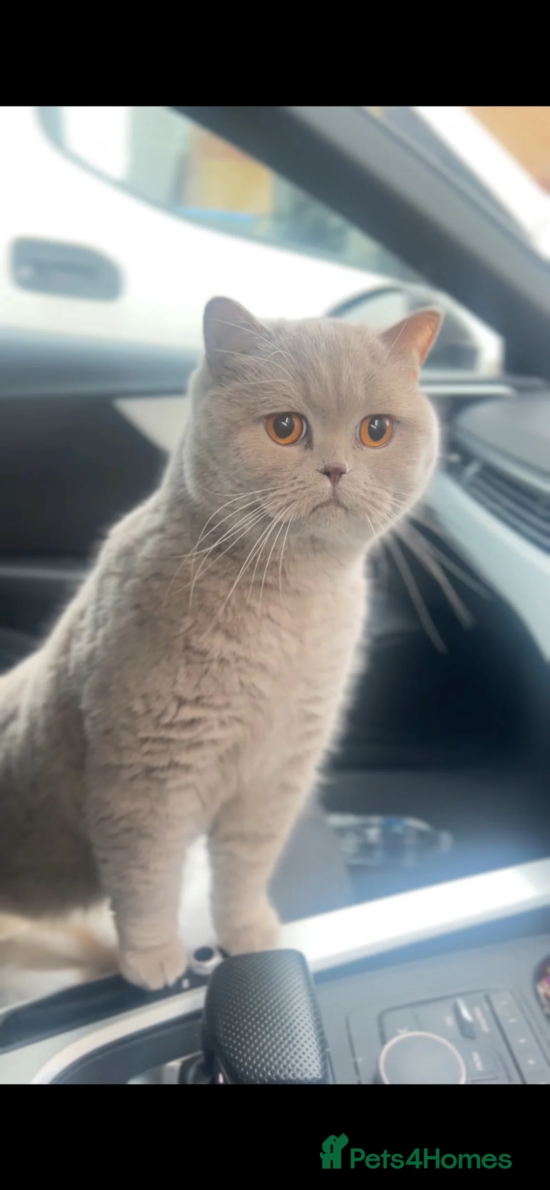 British Shorthair cats for sale: Lilac British shorthair  - Advert 2