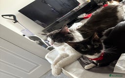 Mixed Breed cats for sale: Beautiful half Maine coon kittens ❤️ - Image 8