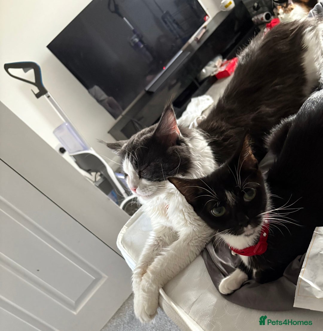 Mixed Breed cats for sale: Beautiful half Maine coon kittens ❤️ - Image 8