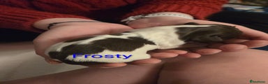 ESS Puppy 3 - Frosty