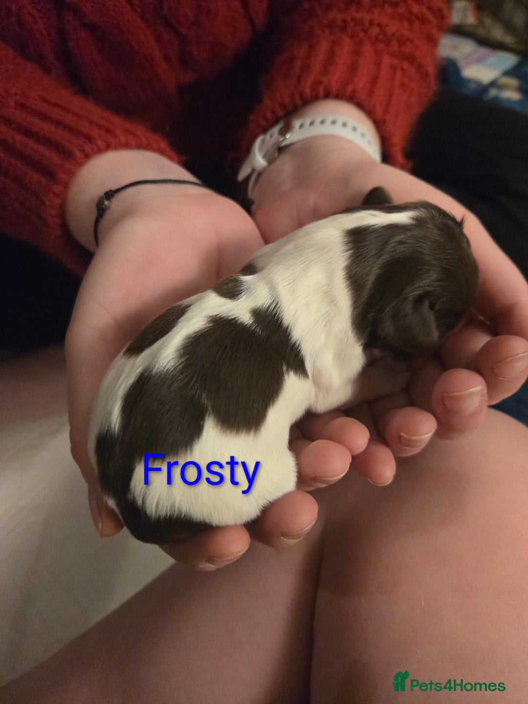 English Springer Spaniel dogs for sale: KC Registered English Springer Spaniel Puppies - Advert 8