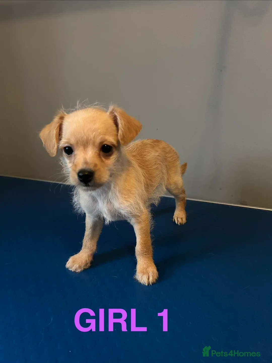 Chipoo dogs for sale: Chihuahua cross poodle puppies - Advert 14