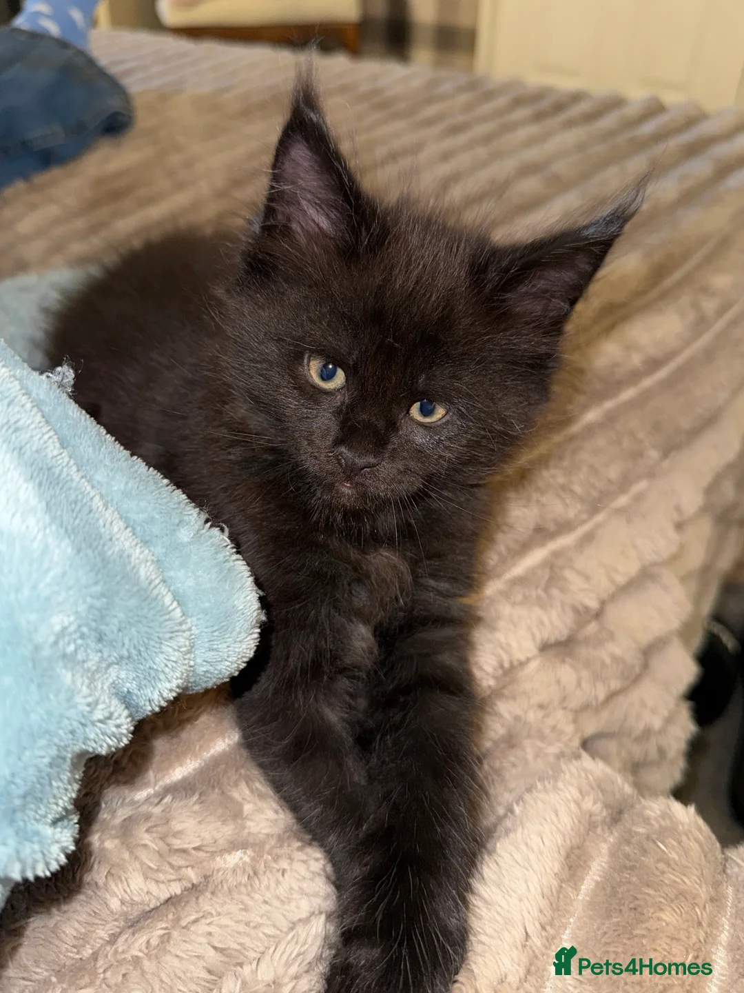 Maine Coon cats for sale: Beautiful Maine Coon Kittens - Advert 8