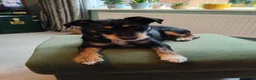 Mixed Breed dogs for sale: Pablo - Advert 7