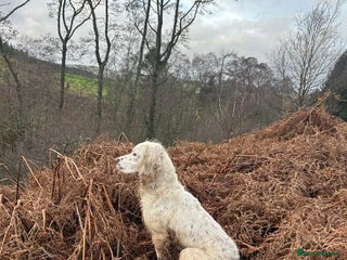English Springer Spaniel dogs HEALTHTESTED WORKING ENGLISH SPRINGER SPANIEL in Bishop Auckland - Advert 11