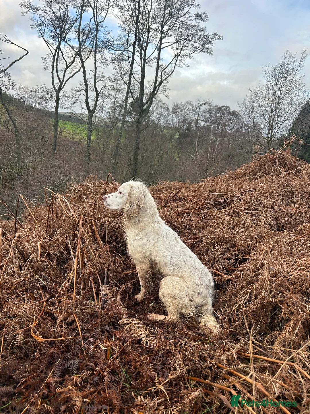 English Springer Spaniel dogs for stud: HEALTHTESTED WORKING ENGLISH SPRINGER SPANIEL in Bishop Auckland - Advert 1