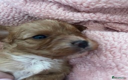 Cavapoo dogs for sale: Adorable toy Cavapoo pups apricot or fox red  - Image 23