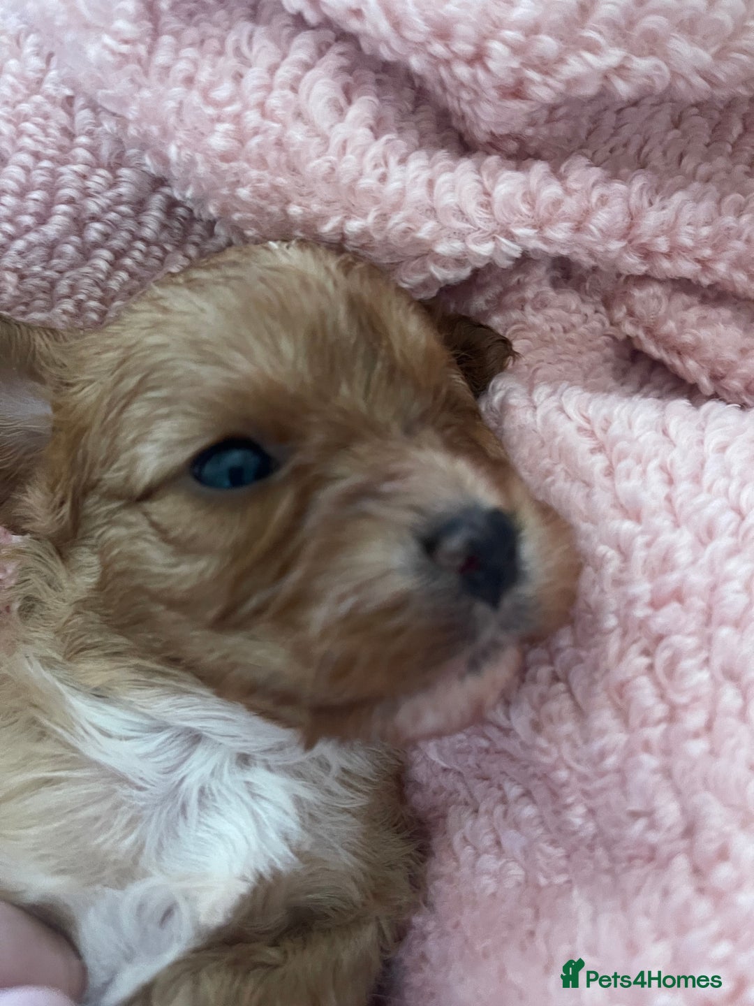 Cavapoo dogs for sale: Adorable toy Cavapoo pups apricot or fox red  - Image 23