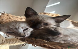 Siamese cats for sale: Siamese Kittens  in Harpenden - Image 1