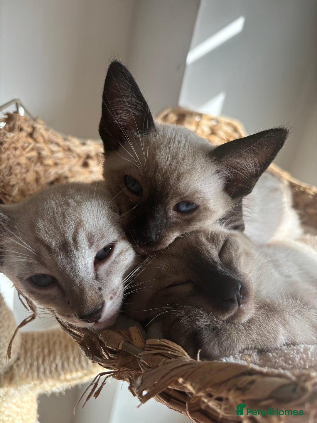 Siamese cats for sale: Siamese Kittens  in Harpenden - Image 1