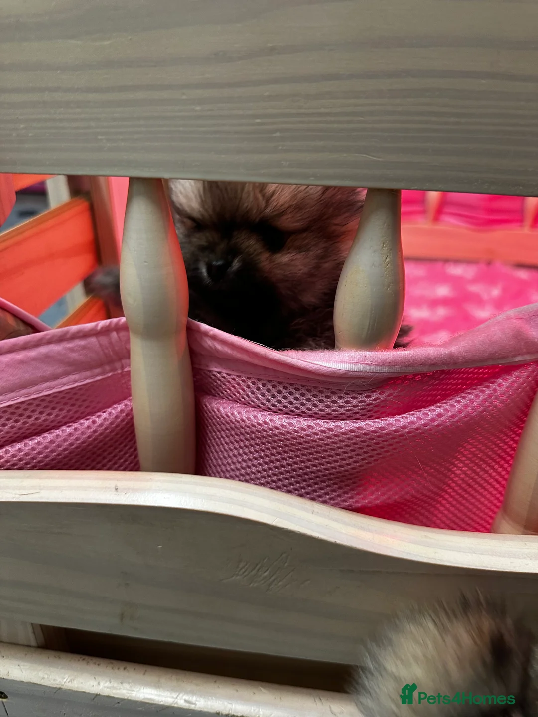 Pomeranian dogs for sale: GORGEOUS POMERANIAN PUPPIES!! 🐶🐶🐶 - Advert 23