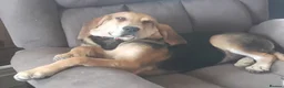 Bloodhound dogs for sale: Bloodhound Puppies - Advert 4