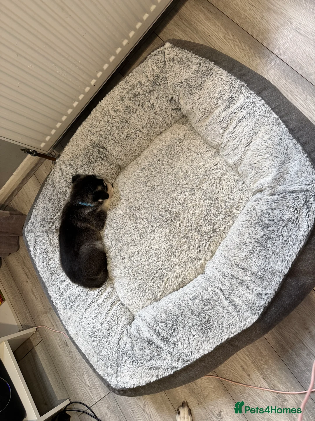 Siberian Husky dogs for sale: Gorgeous, Healthy & Fully Insured Siberian puppies in Stanmore - Advert 34