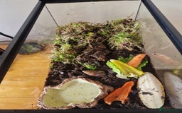 Snails invertebrates for sale: 2 Giant African Land Snails With Full Setup - Image 5