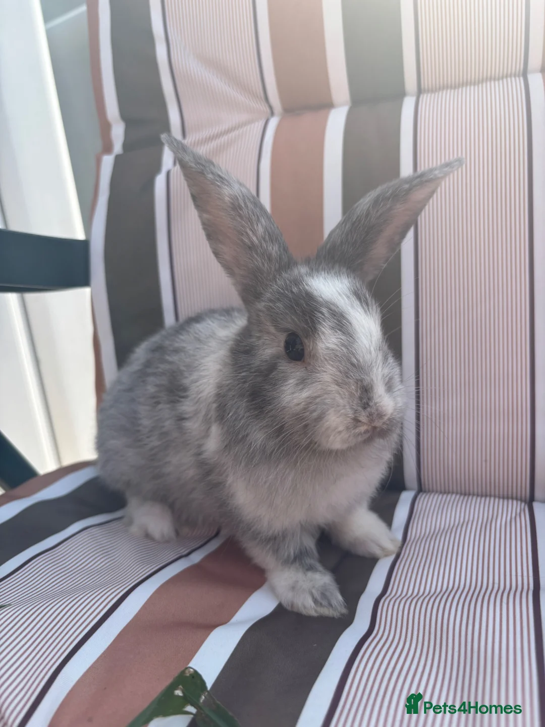Mixed Breed rabbits for sale: Mixed bread rabbits - Advert 3