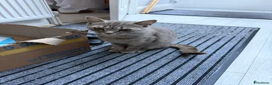 Grey female