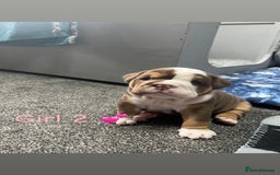 English Bulldog dogs for sale: 🐶 KC Registered English Bulldog Puppies 🐶 - Image 9