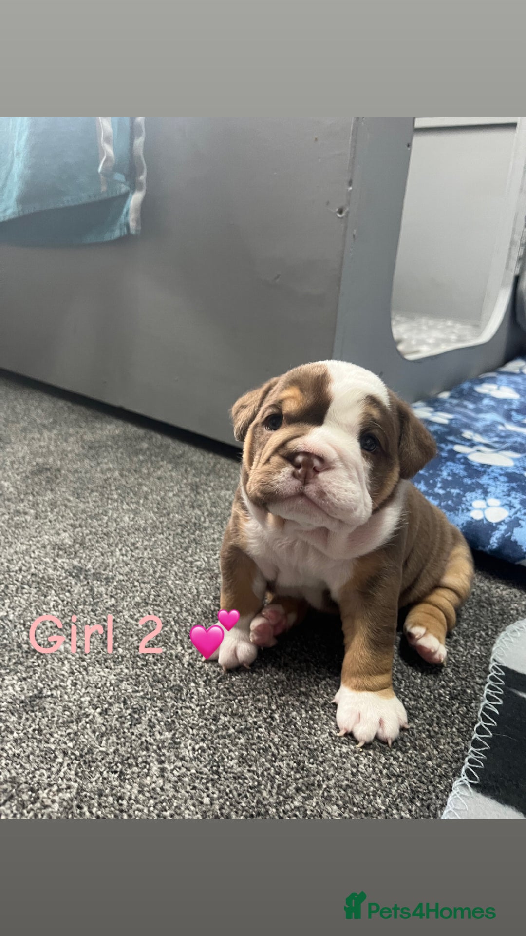 English Bulldog dogs for sale: 🐶 KC Registered English Bulldog Puppies 🐶 - Image 9