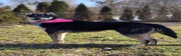 Mixed Breed dogs for adoption: ❤️🐶 CHLOE – THE KIND OF DOG EVERYONE DREAMS OF in Swindon - Advert 17