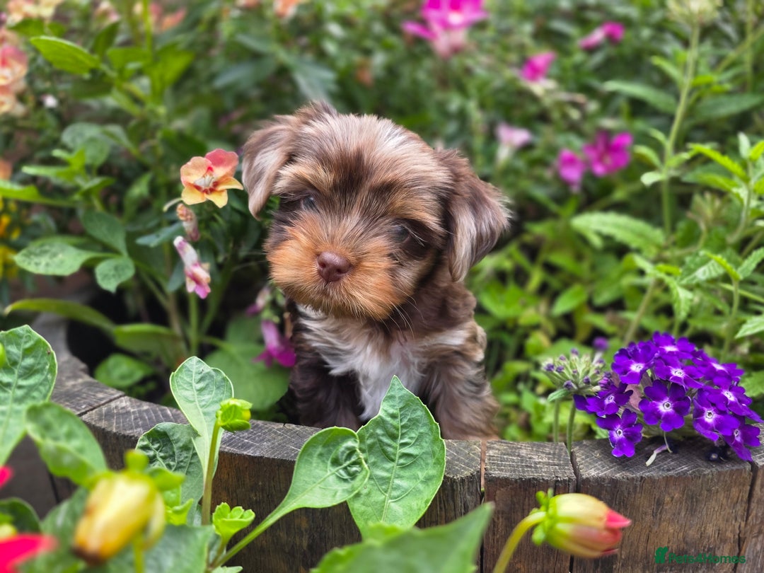 Yorkshire Terrier dogs for sale: Chocolate Yorkies  - Image 5