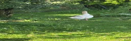 Geese poultry for sale: Brecon Buff Geese in Caernarfon - Advert 7