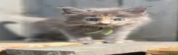 Maine Coon cats for sale: TICA Registered Maine Coon Kittens 🐾 - Advert 13