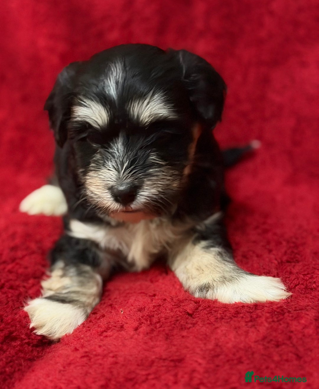 Havanese dogs for sale: Beautiful Havanese Puppies  - Image 21