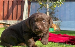 Labrador Retriever dogs for sale: Labrador pups - Image 4