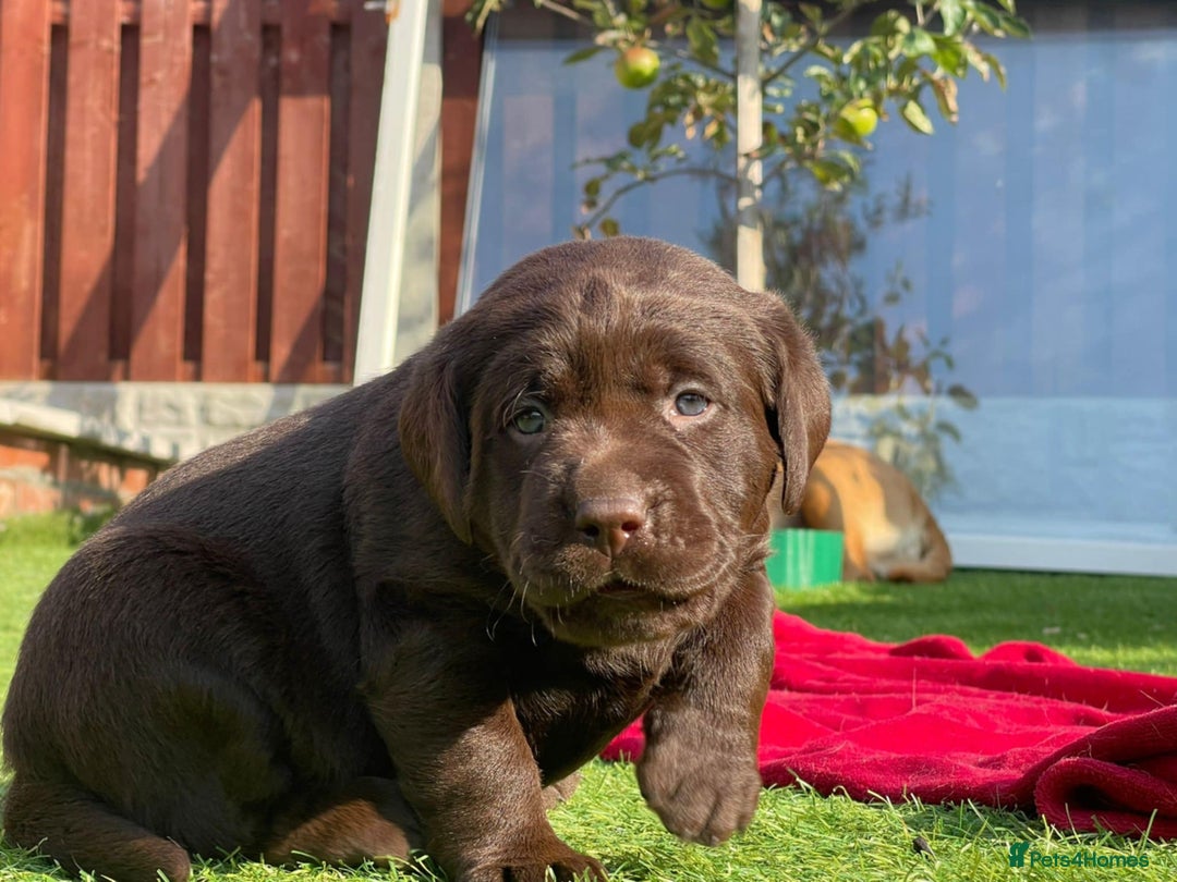 Labrador Retriever dogs for sale: Labrador pups - Image 4