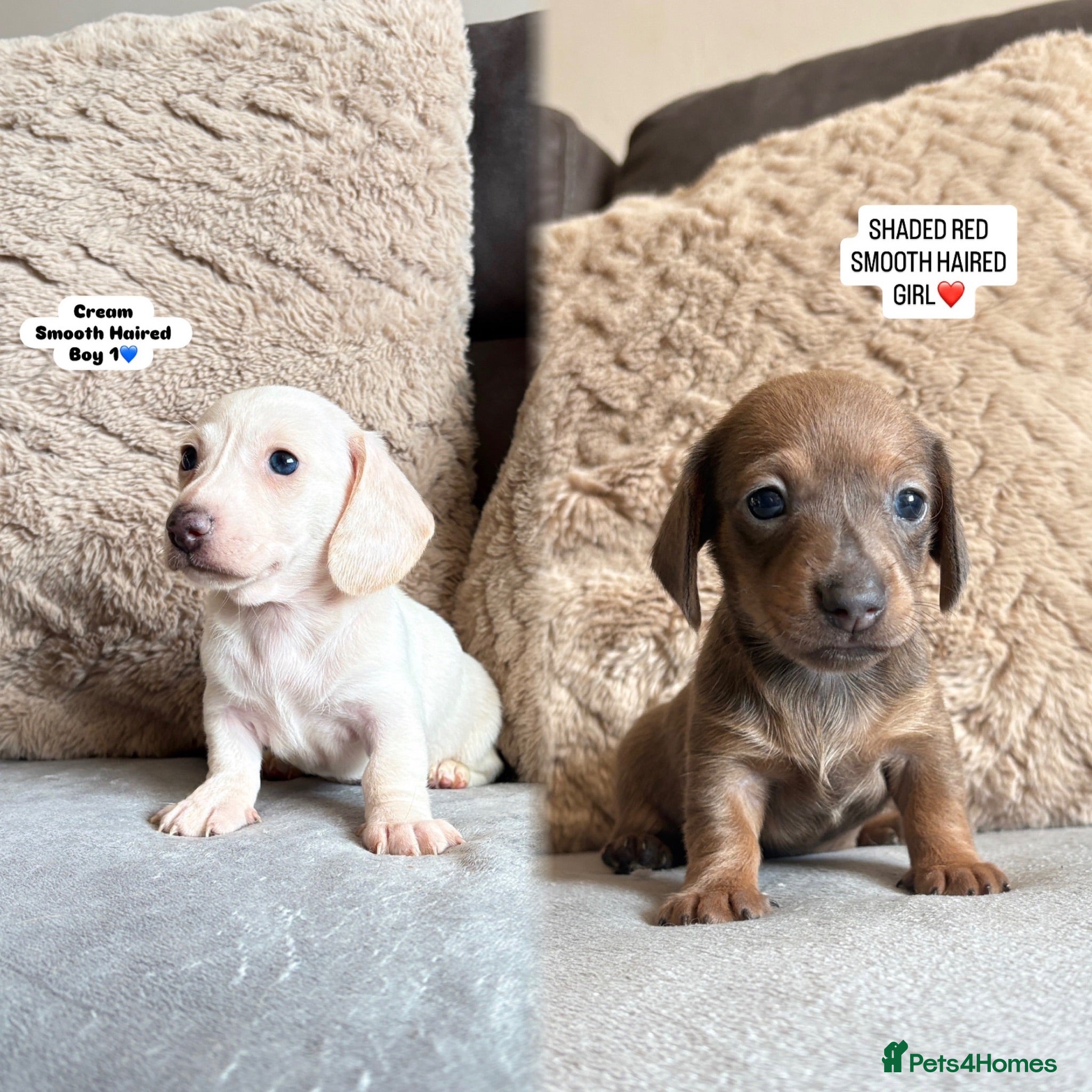 Miniature Dachshund dogs MINIATURE DACHSHUND PUPPIES🐾 - Advert 1